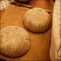 Backrohr vorheizen, Brotlaibe ruhen nocheinmal zwanzig Minuten.