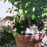 Besonders die Topfpflanzen auf der Terrasse brauchen  regelmäßig Gießwasser und junge Kätzchen.